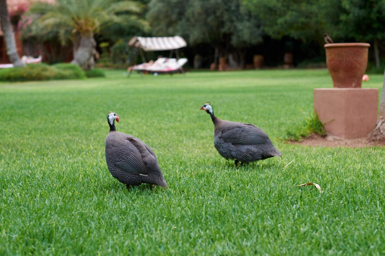 达艾尼文花园酒店&鸟类动物园 马拉喀什 外观 照片